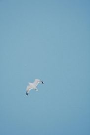 Seagull Flying Over Balkhash Lake S Clear Sky