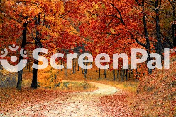 Red Leaf Trees Near The Road