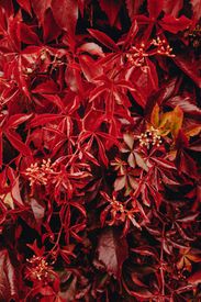 Vibrant Red Autumn Leaves In Full Bloom