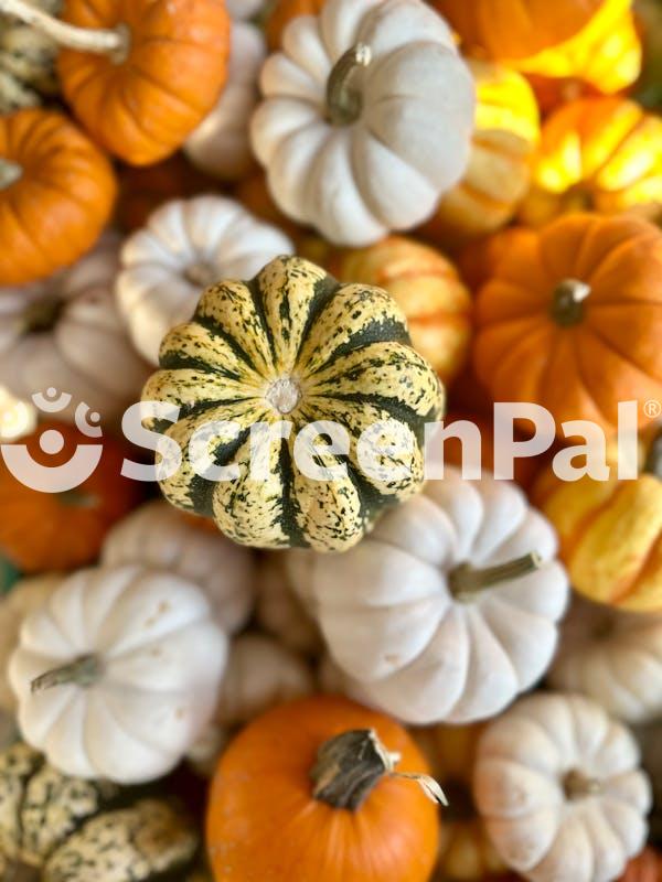 Colorful Variety Of Mini Pumpkins In Fall