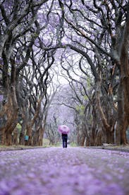 Jacaranda Tree Tunnel In Pretoria South Africa