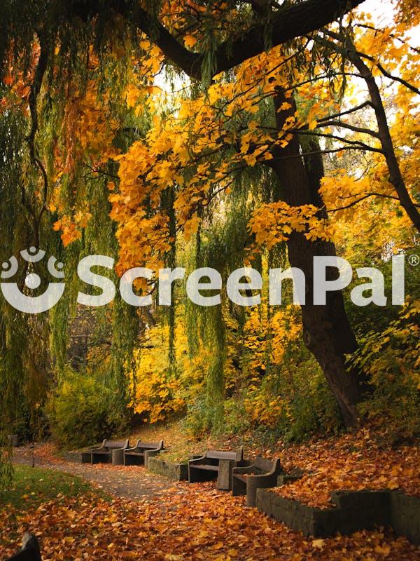 Autumn Serenity In Gdynia S Lush Park