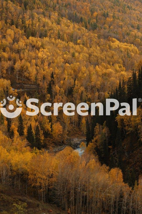 Stunning Autumn Forest With Golden Foliage