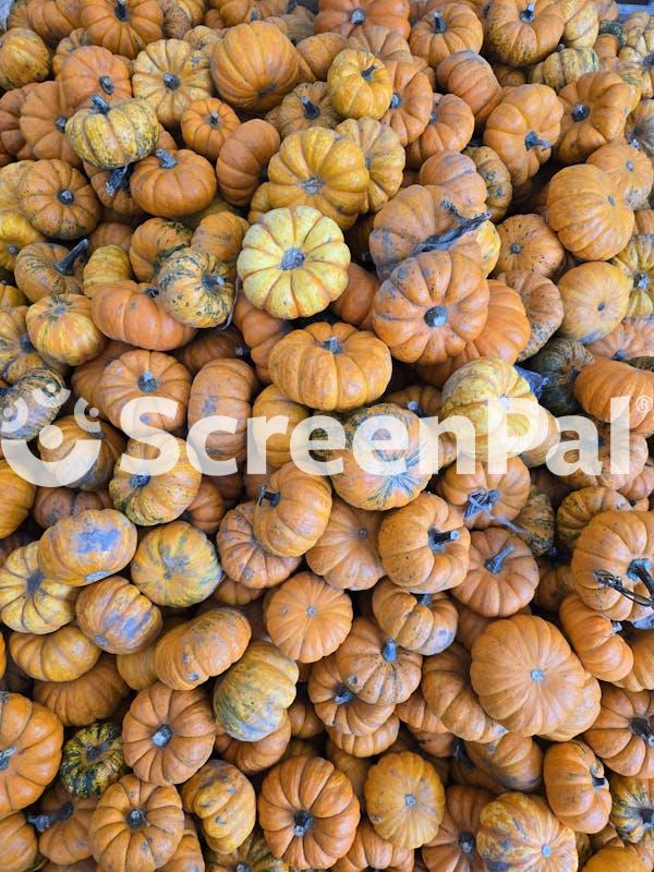 Colorful Autumn Display Of Small Pumpkins