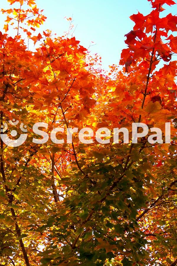 Vibrant Autumn Leaves In Sunlit Forest