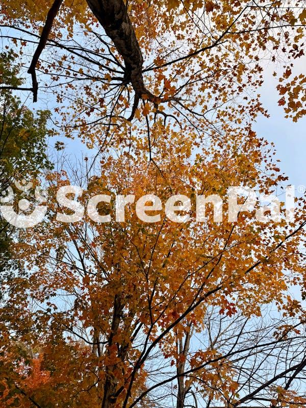 Autumn Foliage Against Blue Sky