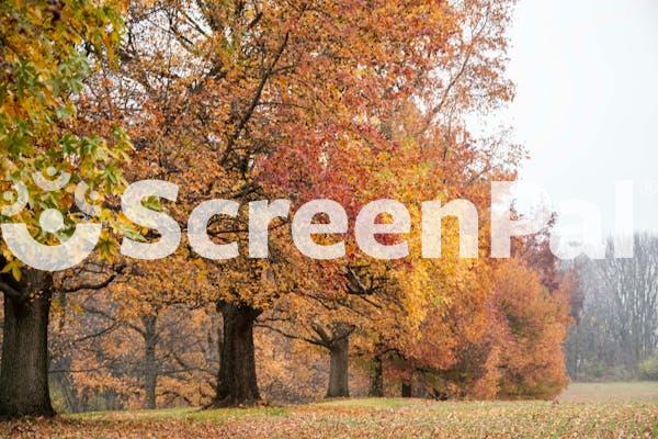 Colorful Autumn Trees In Tranquil Park Setting
