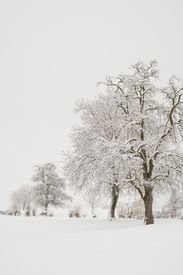 Snow Covered Trees In Serene Winter Landscape