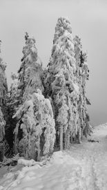 Snowy Winter Forest Landscape In Black And White
