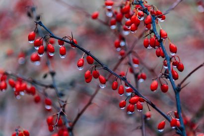 Close Up Of Red Berries With Water Droplets