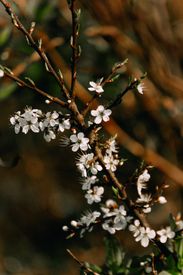 Close Up Of White Cherry Blossoms On A Branch