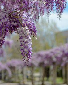 Purple Wisteria Blossoms In Springtime