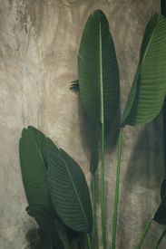 Lush Green Tropical Palm Against Textured Wall