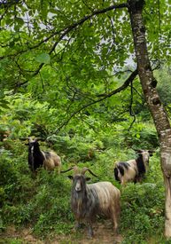 Mountain Goats In Lush Green Forest