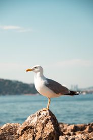 Seagull Posing On Rocks By The Sea