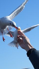 Close Up Of A Seagull Feeding From Hand