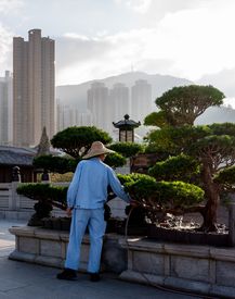 Gardener Tending Bonsai In Hong Kong Garden