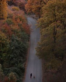 Autumn Walk Along Serene Forest Road