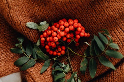 Rowanberries On A Knitted Textile