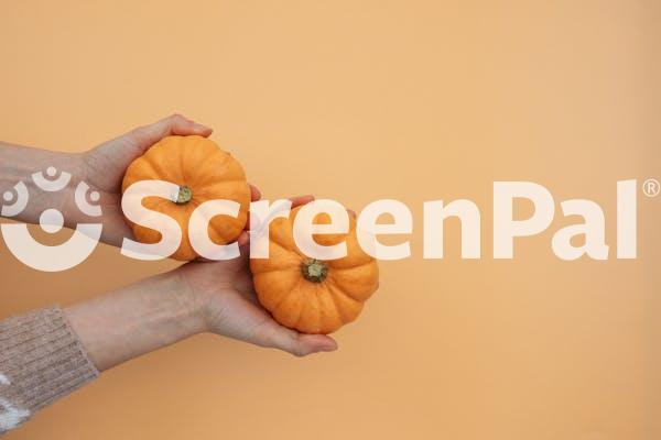 A Person Holding A Mini Pumpkins