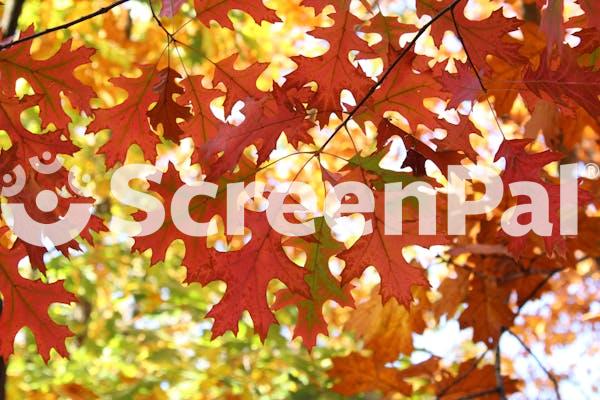 Photo Of Brown Leaves