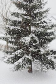 Conifer Tree Covered In Snow During A Snowfall