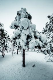Trees With Snow