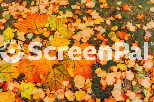 Dry Leaves On The Ground